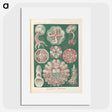 1-96_Ernst-Haeckel_picture