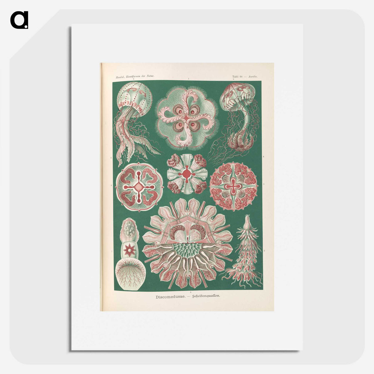 1-96_Ernst-Haeckel_picture