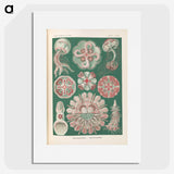 1-96_Ernst-Haeckel_picture