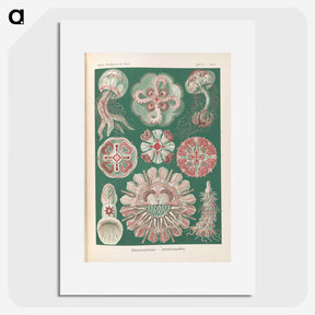 1-96_Ernst-Haeckel_picture