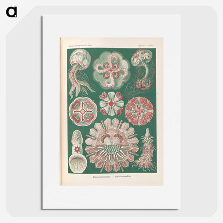 1-96_Ernst-Haeckel_picture