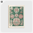 1-96_Ernst-Haeckel_postcard