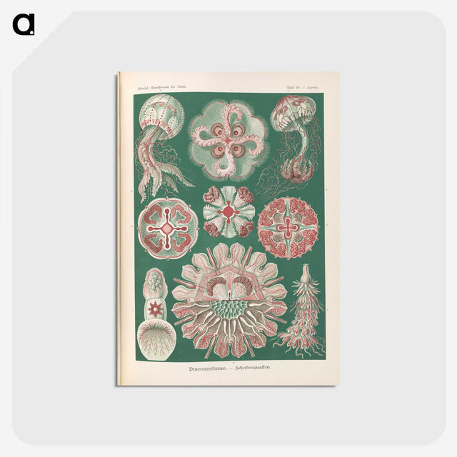 1-96_Ernst-Haeckel_postcard