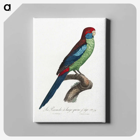 1-96_Francois-Levaillant_canvas