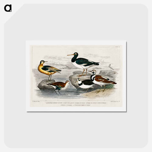 Coastal Birds
 - ゴールドスミスの生き生きとした自然 Postcard.