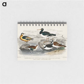 アートメモ帳-Coastal Birds
 - ゴールドスミスの生き生きとした自然 Memo.