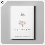 1-96_Histoire-des-Plantes-Grasses_canvas