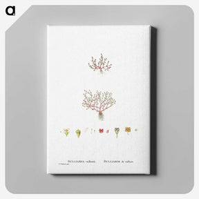 1-96_Histoire-des-Plantes-Grasses_canvas
