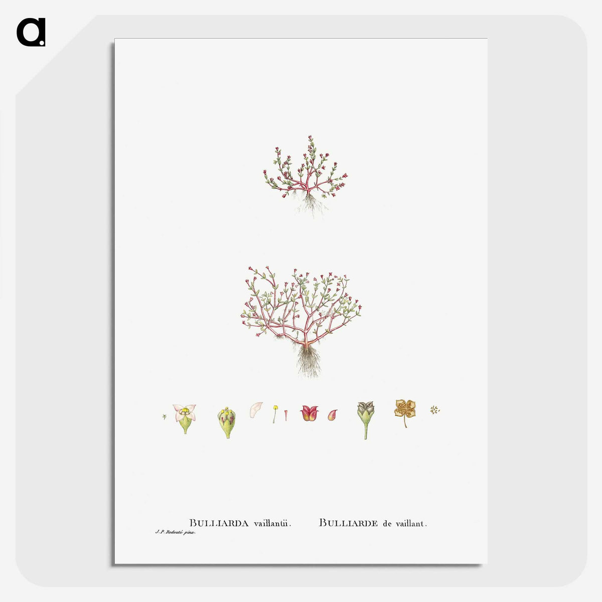 1-96_Histoire-des-Plantes-Grasses_picture-crop