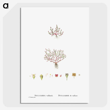 1-96_Histoire-des-Plantes-Grasses_picture-crop