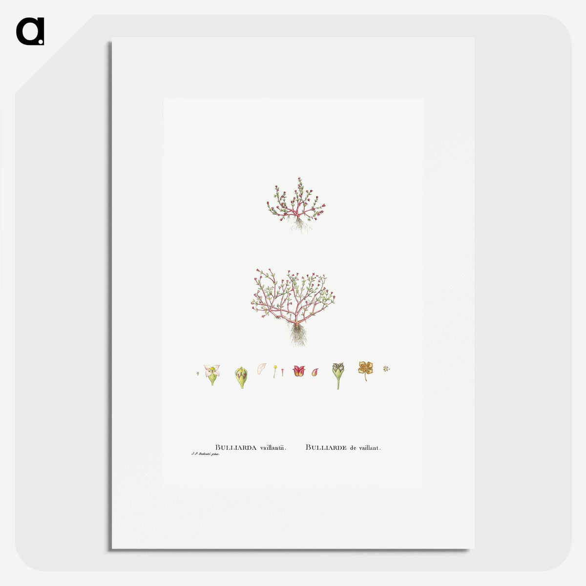 1-96_Histoire-des-Plantes-Grasses_picture