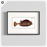 1-96_Ichtyologie-ou-Histoire-naturelle_blk