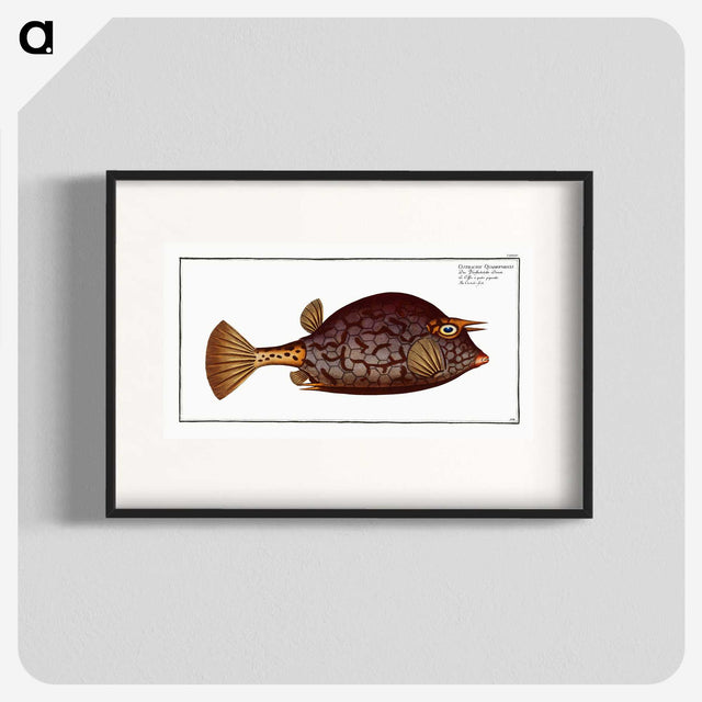 1-96_Ichtyologie-ou-Histoire-naturelle_blk