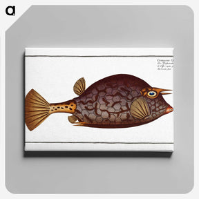 1-96_Ichtyologie-ou-Histoire-naturelle_canvas