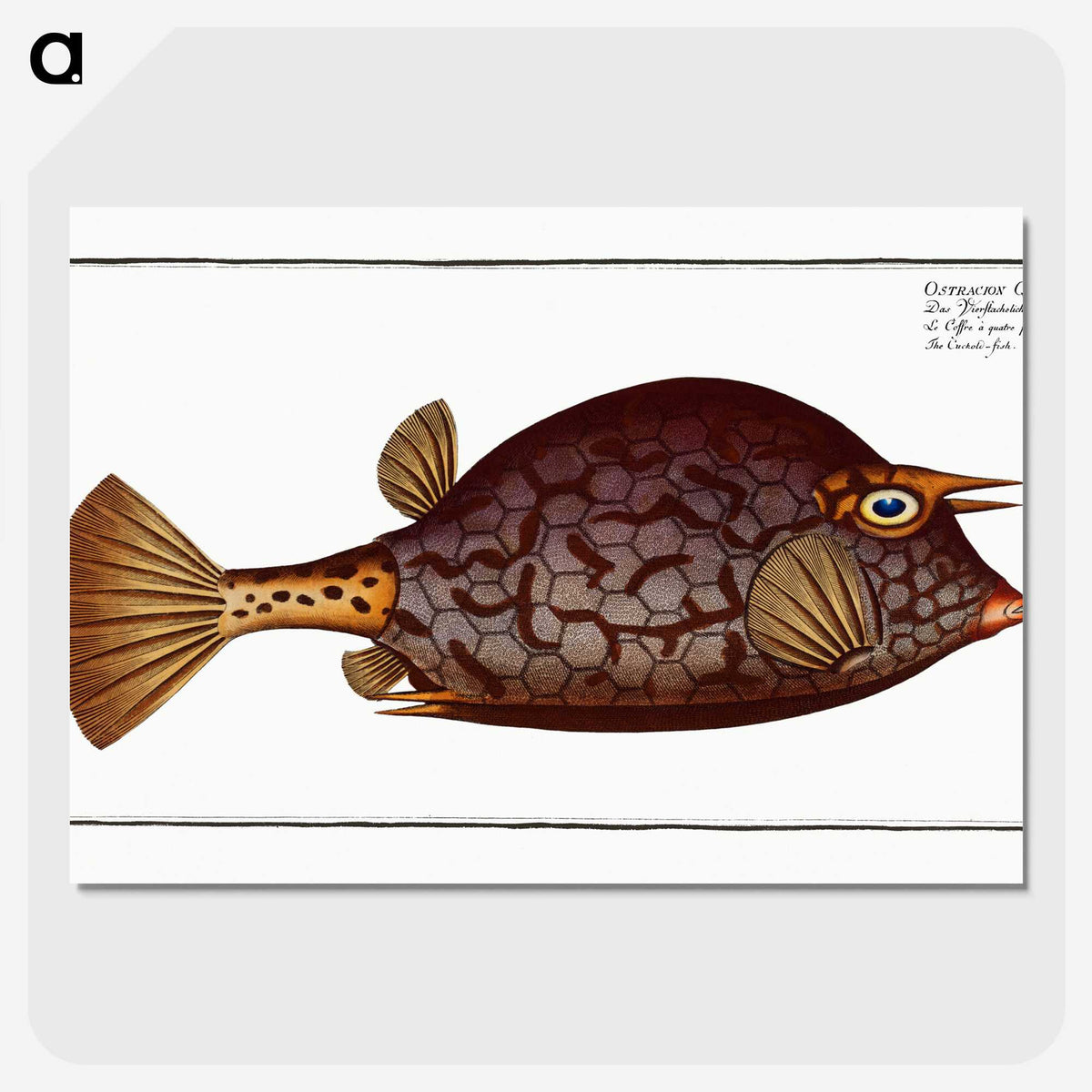 1-96_Ichtyologie-ou-Histoire-naturelle_picture-crop