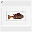 1-96_Ichtyologie-ou-Histoire-naturelle_picture