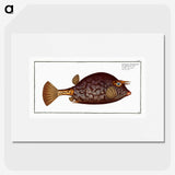 1-96_Ichtyologie-ou-Histoire-naturelle_picture