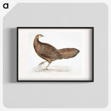 1-96_Indian-Zoology_blk