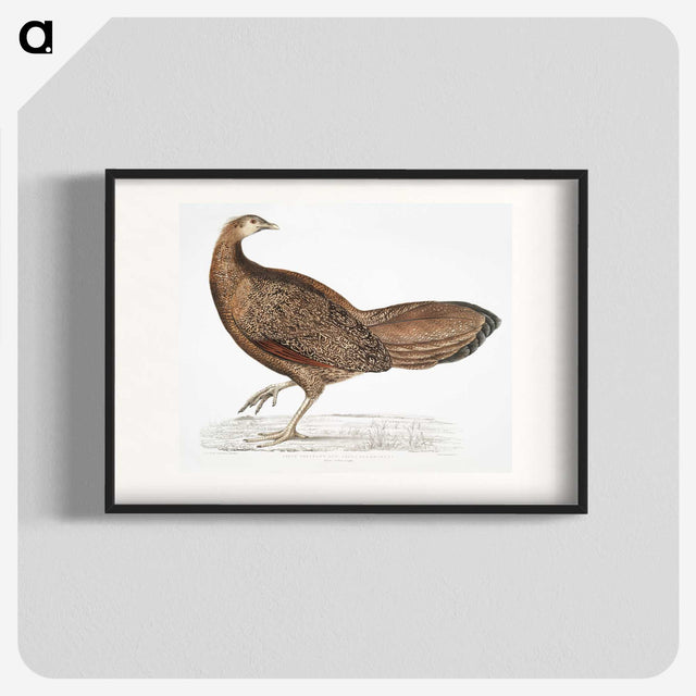 1-96_Indian-Zoology_blk