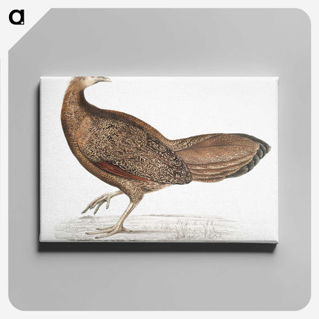 1-96_Indian-Zoology_canvas