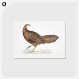 1-96_Indian-Zoology_hagaki