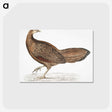 1-96_Indian-Zoology_postcard