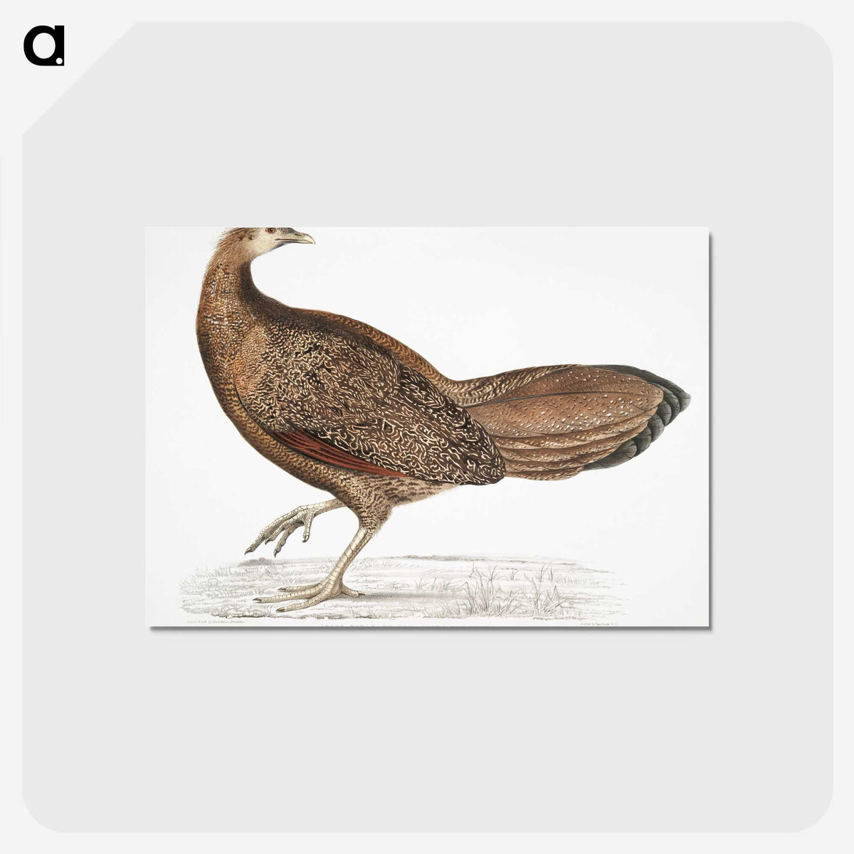 1-96_Indian-Zoology_postcard
