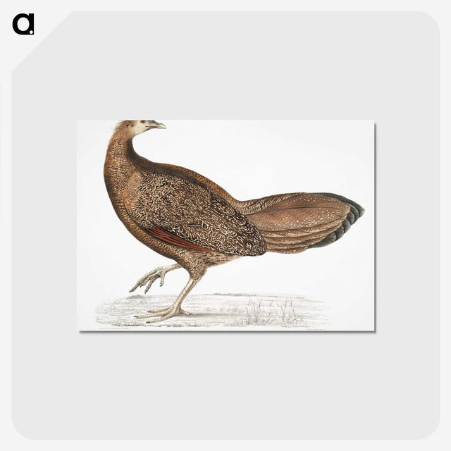 1-96_Indian-Zoology_postcard