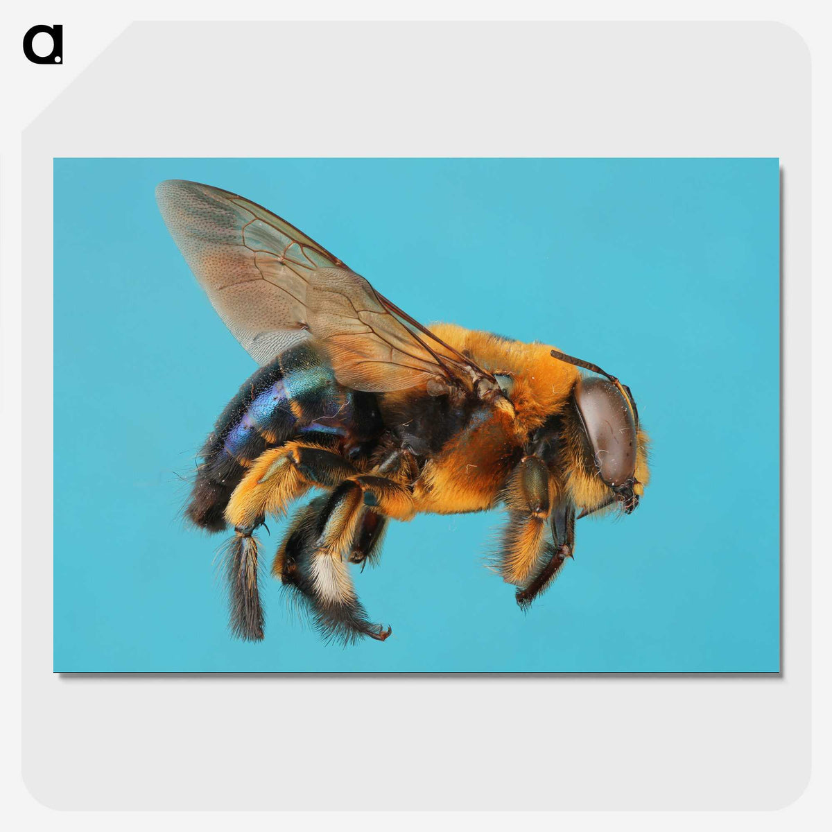 1-96_Insects-Unlocked-Project_picture-crop