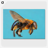 1-96_Insects-Unlocked-Project_picture-crop