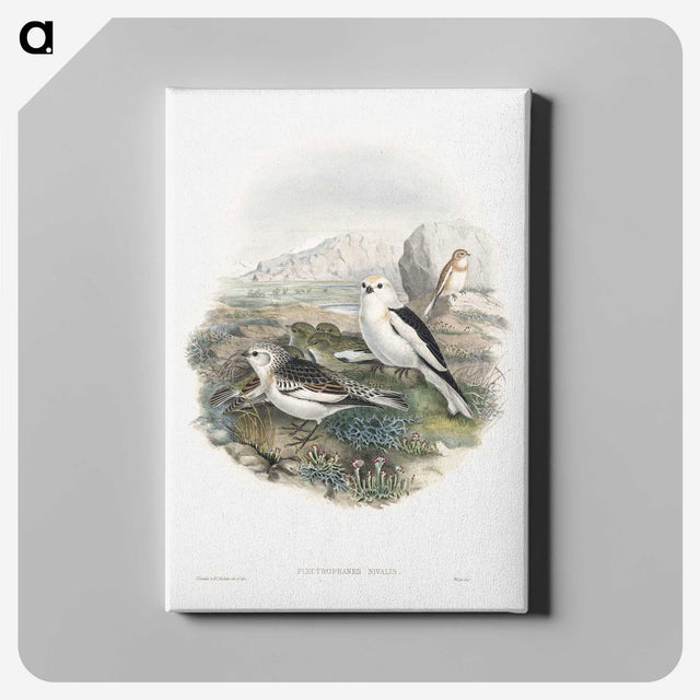 1-96_John-Gould_canvas