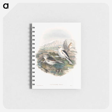 Plestrophanes Nivalis
 - ジョン グールド Memo.