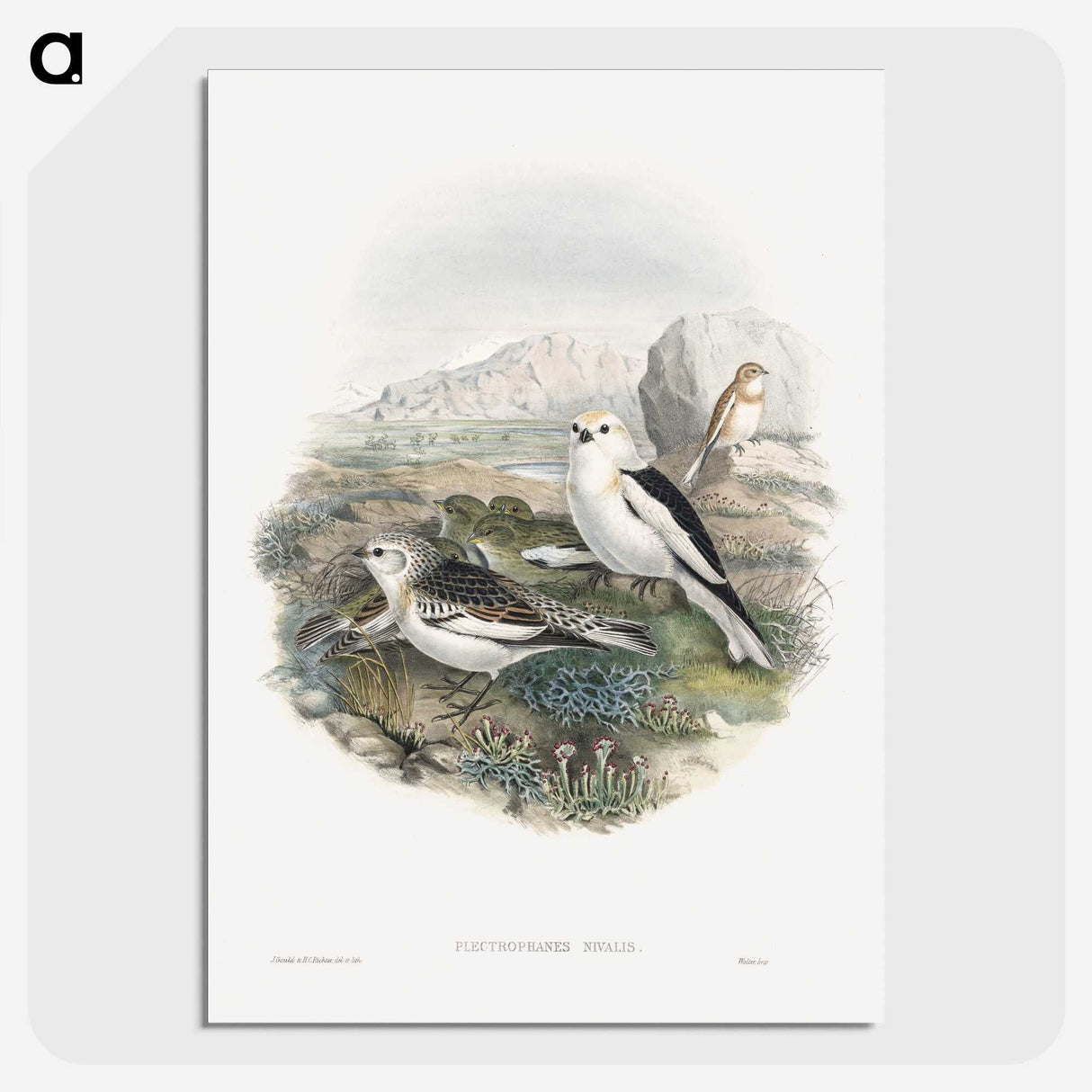 1-96_John-Gould_picture-crop