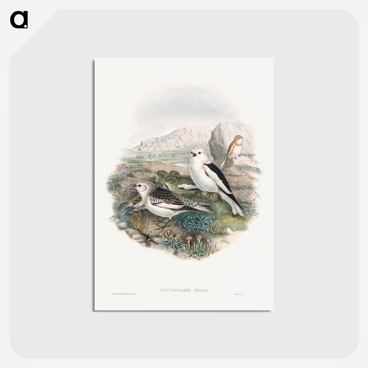 アートポストカード-Plestrophanes Nivalis
 - ジョン グールド Postcard.