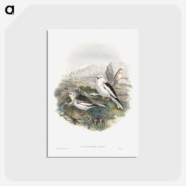 1-96_John-Gould_postcard