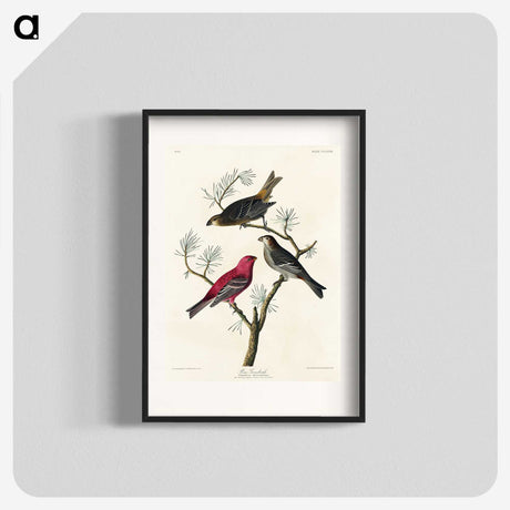 1-96_John-James-Audubon_blk