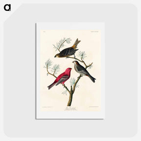 アートポストカード-Pine Grosbeak
 - ジョン ジェームス オーデュボン Postcard.