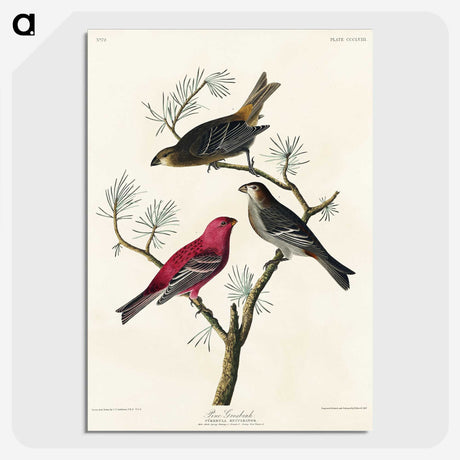 1-96_John-James-Audubon_picture-crop