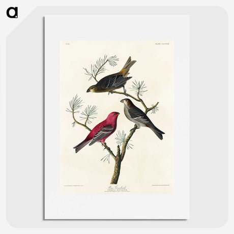 1-96_John-James-Audubon_picture