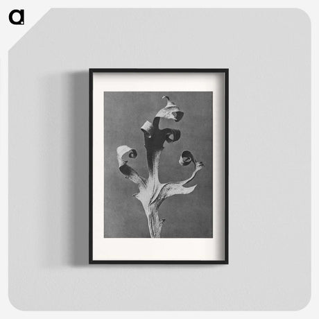 1-96_Karl-Blossfeldt_blk