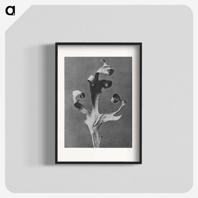 1-96_Karl-Blossfeldt_blk