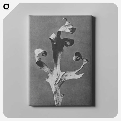 1-96_Karl-Blossfeldt_canvas