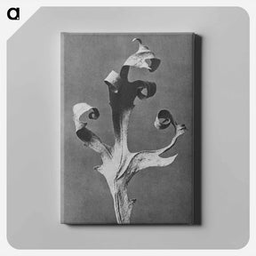 アートパネル-Silphium Laciniatum (Compass Plant) - カール ブロスフェルト Canvas.