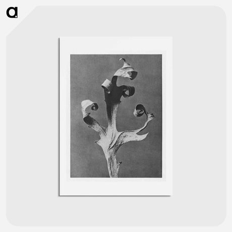 アートポストカード-Silphium Laciniatum (Compass Plant) - カール ブロスフェルト Postcard.