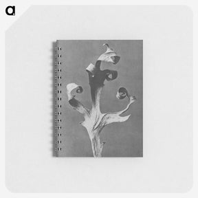 1-96_Karl-Blossfeldt_memo