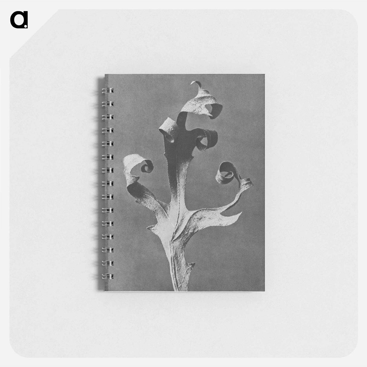 Silphium Laciniatum (Compass Plant) - カール ブロスフェルト Memo.