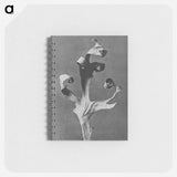 Silphium Laciniatum (Compass Plant) - カール ブロスフェルト Memo.