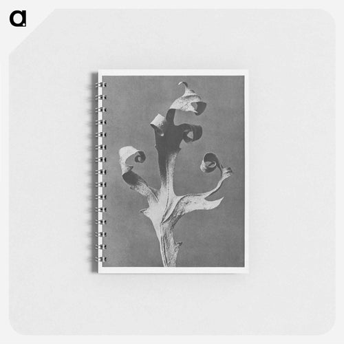 Silphium Laciniatum (Compass Plant) - Karl Blossfeldt Memo.