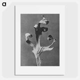 Silphium Laciniatum (Compass Plant) - カール ブロスフェルト Poster.