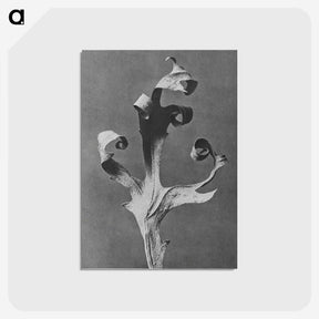 1-96_Karl-Blossfeldt_postcard